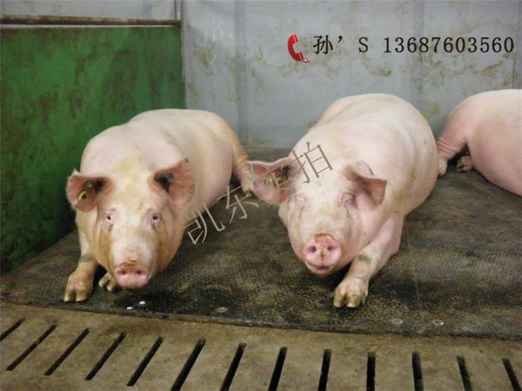橡胶保温垫 青岛凯东保育育肥垫 母猪产床垫