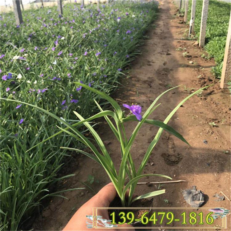 紫露草 多年生山东紫露草盆栽供应 草花成品苗批发基地