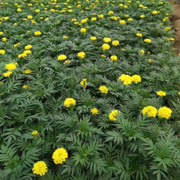 草花双色盆万寿菊  万寿菊花苗  双色盆万寿菊批发