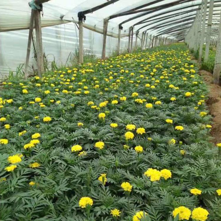俊红花卉 造型绿化万寿菊 万寿菊直销