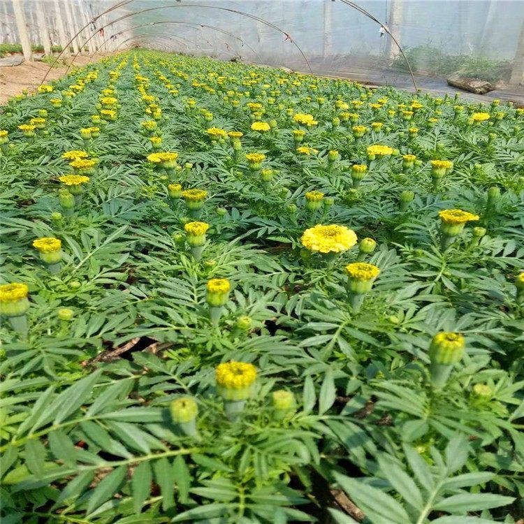 耐寒万寿菊小苗  万寿菊价格  万寿菊直销