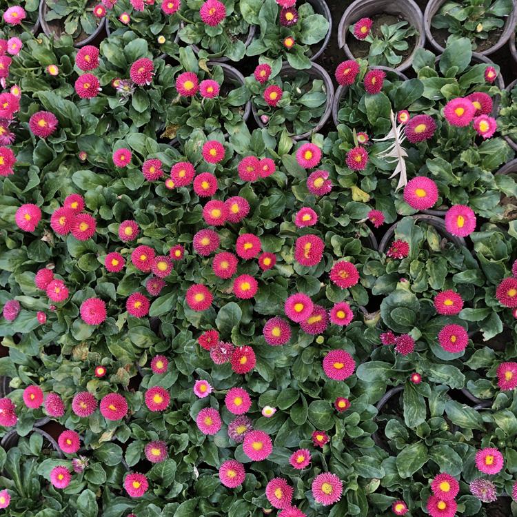 雏菊价格-雏菊订购