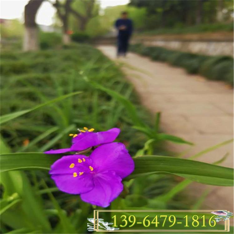 出售无毛紫露草小苗 新上市价格 青州绿化苗木