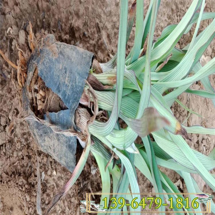 直销多年生紫露草 四季蓝花紫露草带土黑皮桶 花期长耐寒