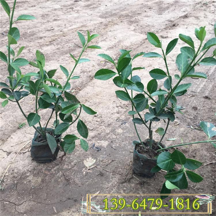 小叶扶芳藤价格 绿化扶芳藤苗 金边扶芳藤苗 大叶扶芳藤苗
