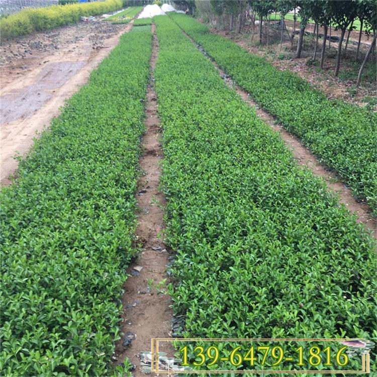 青州25公分扶芳藤小苗基地 大叶扶芳藤盆苗 小叶扶芳带土营养钵