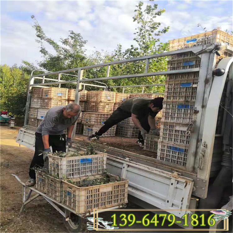 20打底爬行卫矛价格 基地直销地被植物 固土护坡小叶扶芳藤