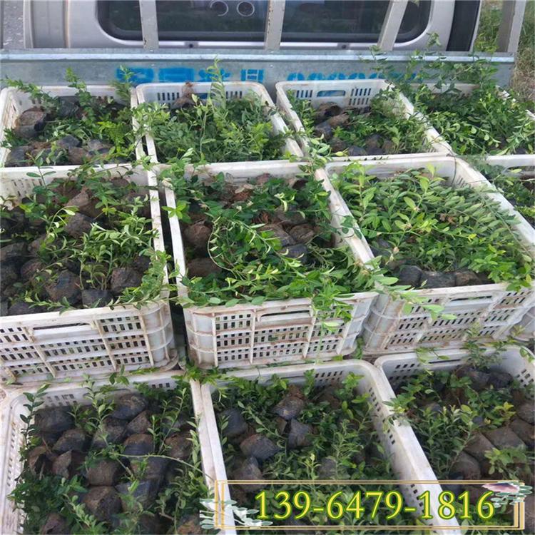 爬行卫矛价格 基地直销地被植物 固土护坡攀爬藤扶芳藤