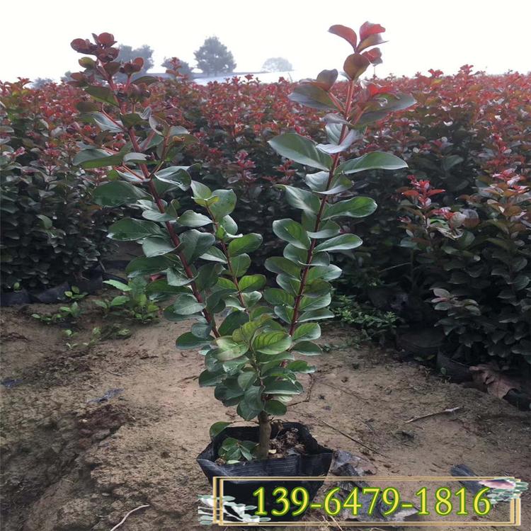 百日红紫薇价格 营养钵苗 厂家直销规格齐全