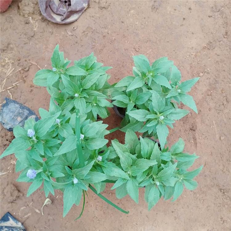 【凯洋花卉种植】鼠尾草 110盆鼠尾草小苗 量大优惠欢迎选购