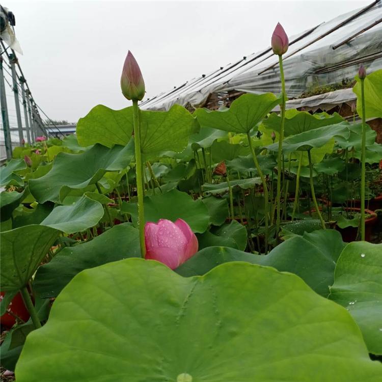 观赏荷花 基地批发荷花苗-凯洋花卉基地种植-量大优惠