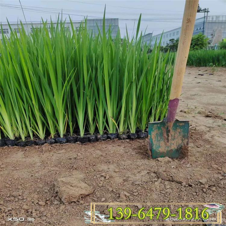 绿化水生花卉价格  黄菖蒲批发  黄花鸢尾等水生植物