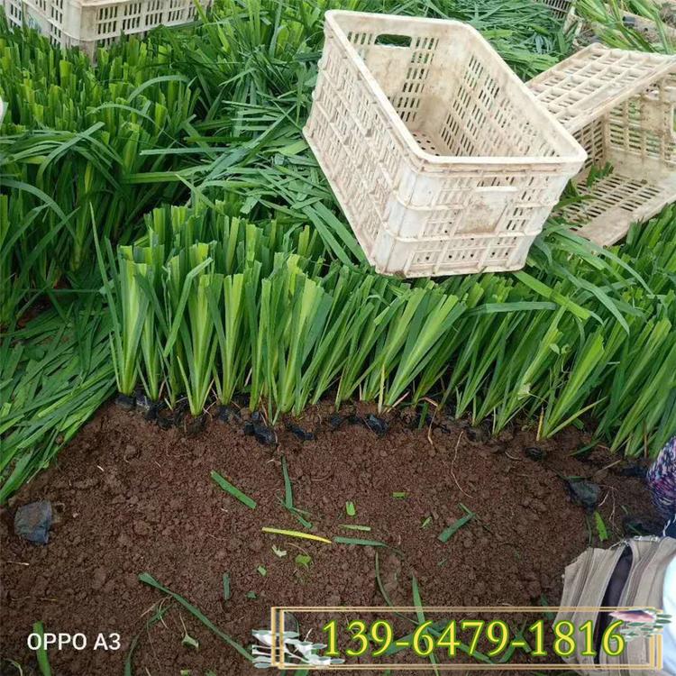 黄菖蒲水生鸢尾 蓝花鸢尾黄花鸢尾价格 公园河边池塘花海