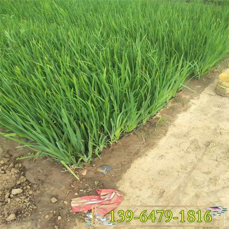 绿化水生花卉价格  唐菖蒲小苗批发  黄花鸢尾容器苗上车价
