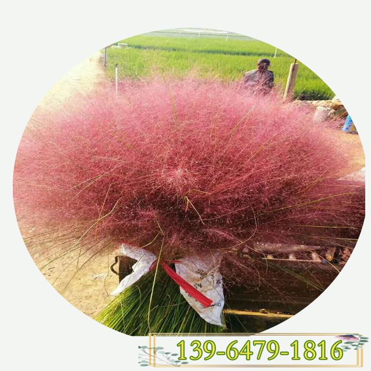 粉黛乱子草黑皮桶苗价格 粉红色观赏草网红打卡地