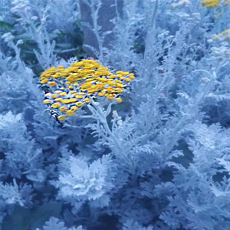银叶菊价格 雪叶菊 质量好的景观镶边银银白色花卉基地直销