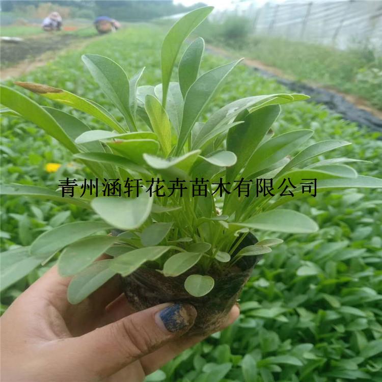 大量直销供应金鸡菊    金鸡菊报价