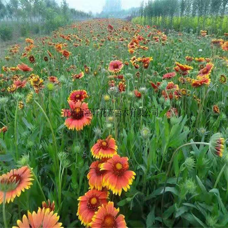 直销供应天人菊杯苗   天人菊价格