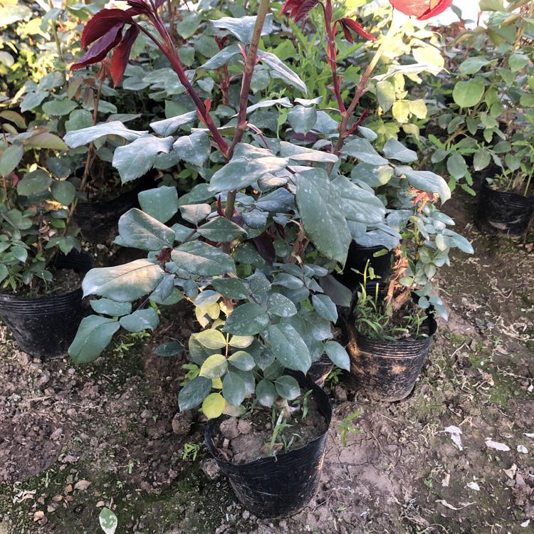 大花月季种植基地_大花月季批发价格
