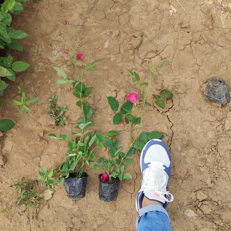 丰花月季  青州丰花月季基地 绿化用丰花月季批发价格