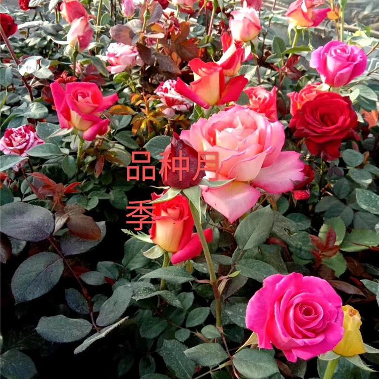 月季种植基地  丰花月季供应商 园林小区路边绿化专用 欢迎咨询