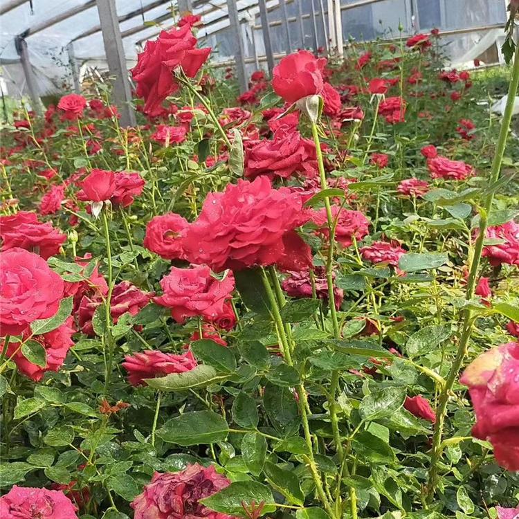 大花月季种植基地  月季批发价格  月季小苗 园林绿化专用