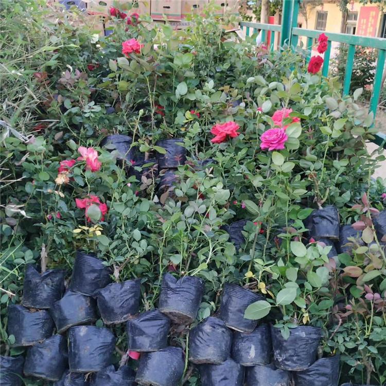 大花月季种植批发商  丰花月季价格欢迎咨询