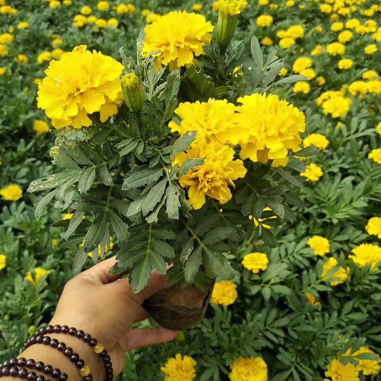 观赏孔雀草 欢迎致电询价 孔雀草种植基地
