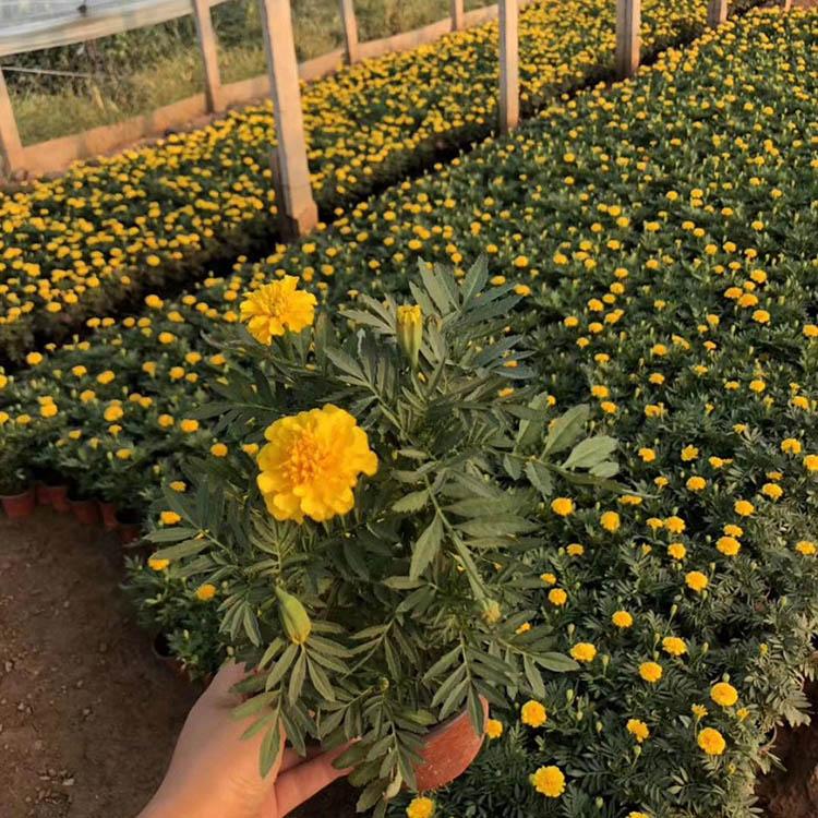 孔雀草 苗圃直供 丰林基地批量销售 量大优惠