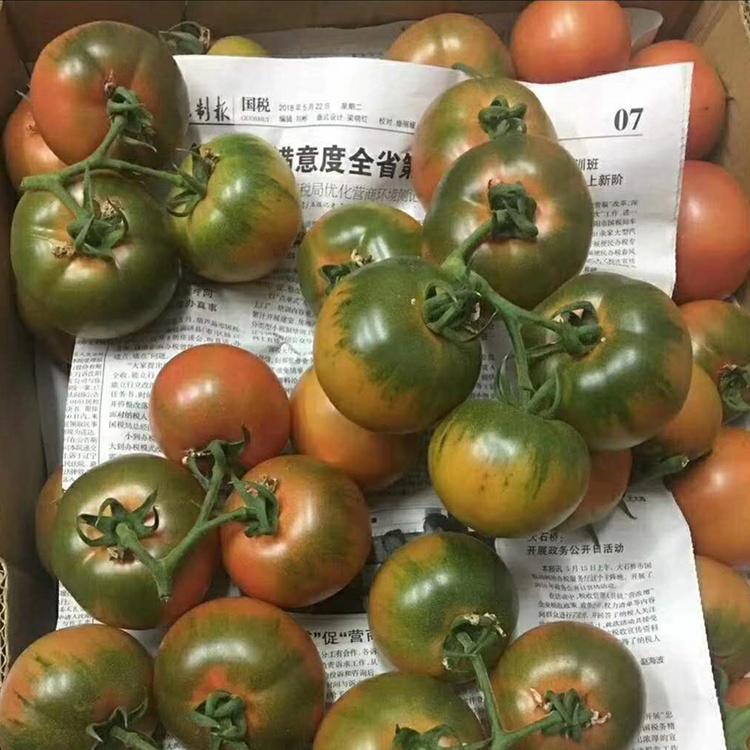 草莓西红柿种苗    种苗培育基地发货  新品种西红柿苗  草莓番茄苗