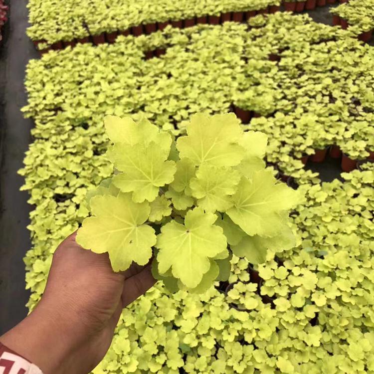 矾根报价 山东种植矾根基地_青州树庆_矾根培育