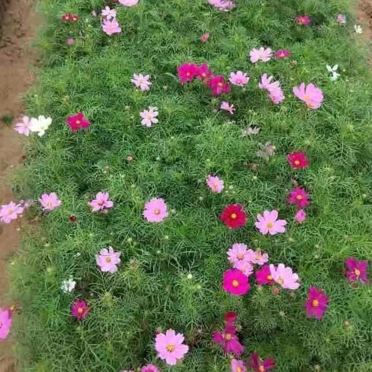 格桑花种植 树庆_基地直销_格桑花批发价格实惠