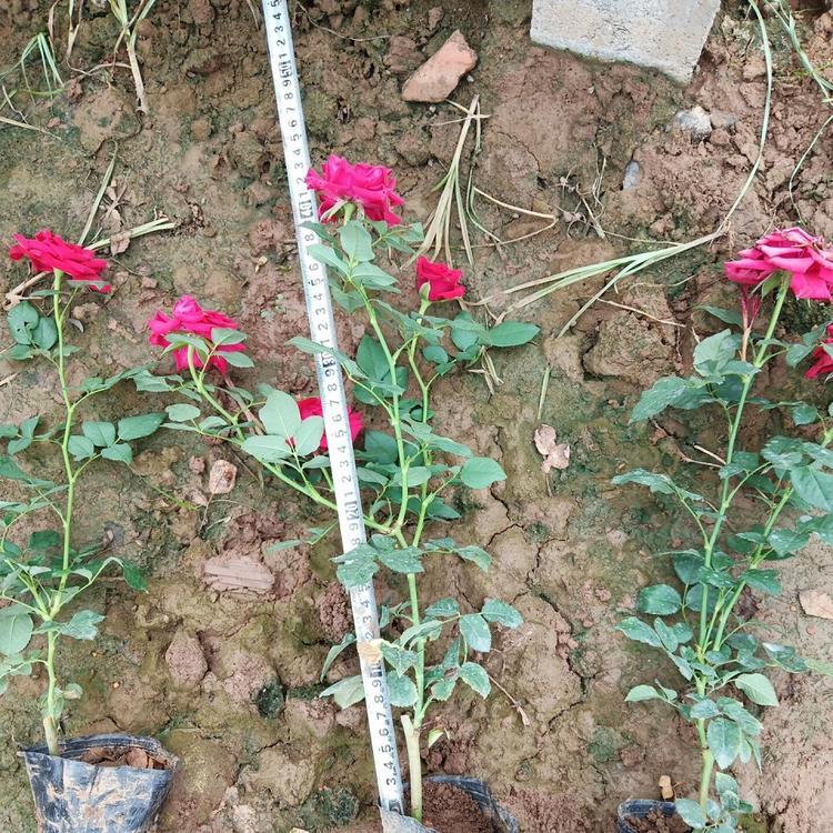淄博大花月季 大花月季行情