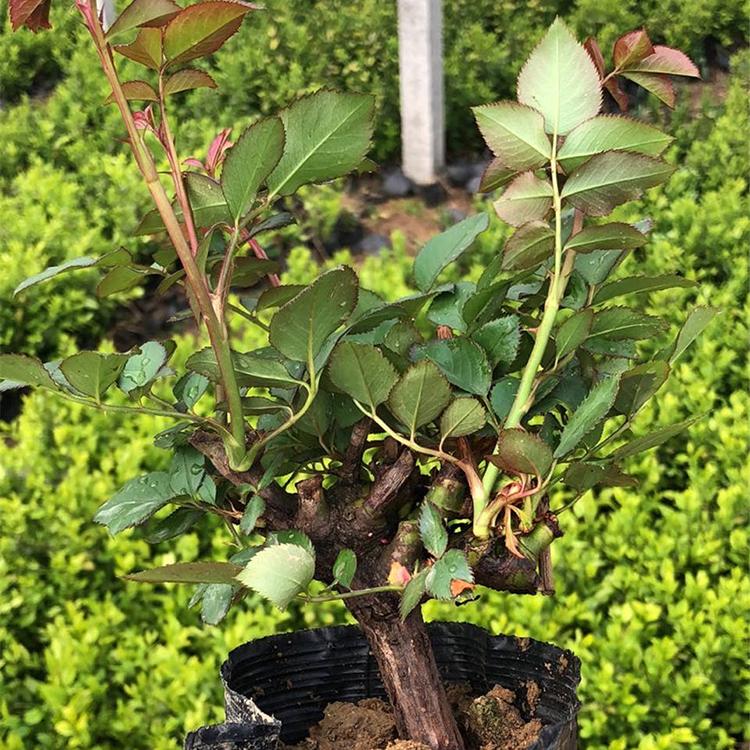 月季扎子批发商 青州月季扎子 中嘉花卉直销