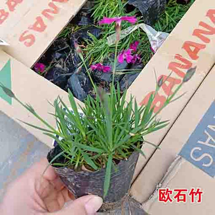 基地批发欧石竹 欧石竹小苗 品质保障