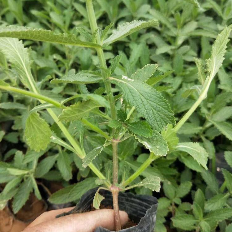 山东马鞭草 马鞭草花海 电话订购