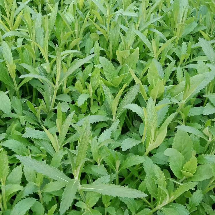 青州马鞭草 马鞭草小苗 量大价优