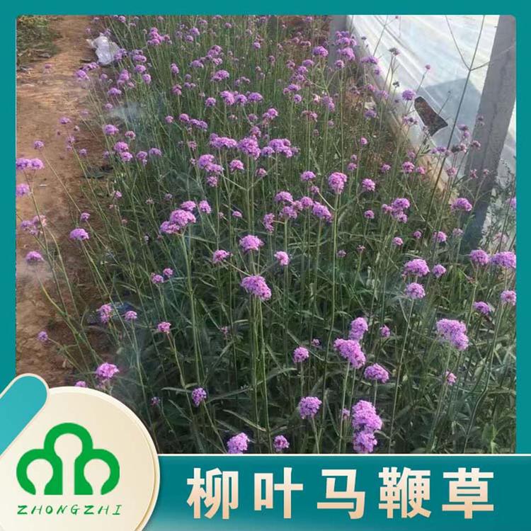 基地直销马鞭草 马鞭草花海工程苗 量大价优
