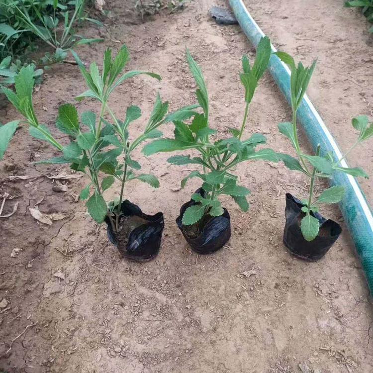 山东马鞭草 马鞭草小苗 量大价优