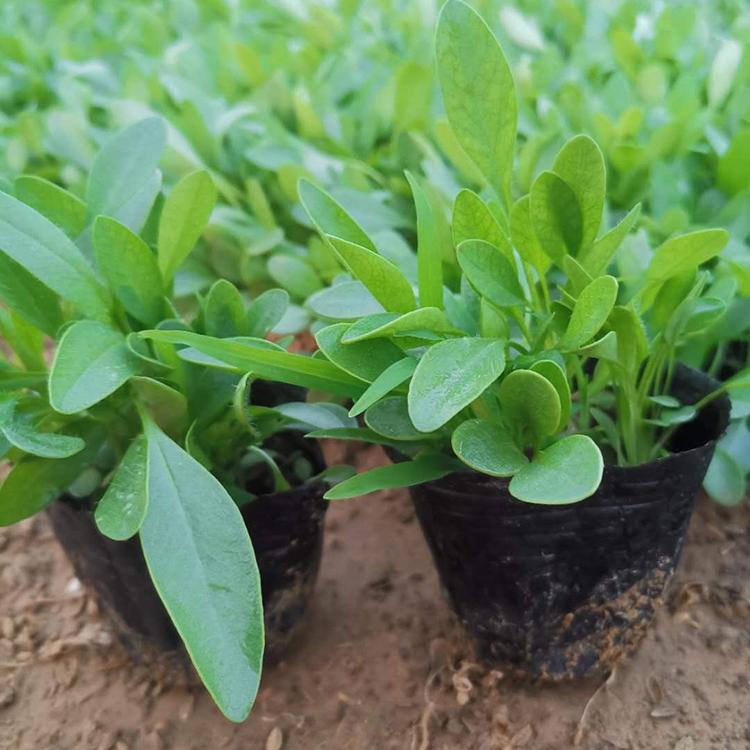 长势好 金鸡菊种植基地 山东金鸡菊
