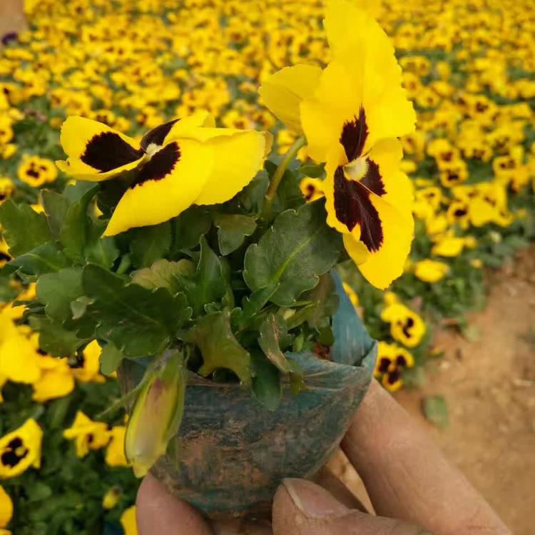 欢迎咨询三色堇 三色堇种植基地 质优价廉
