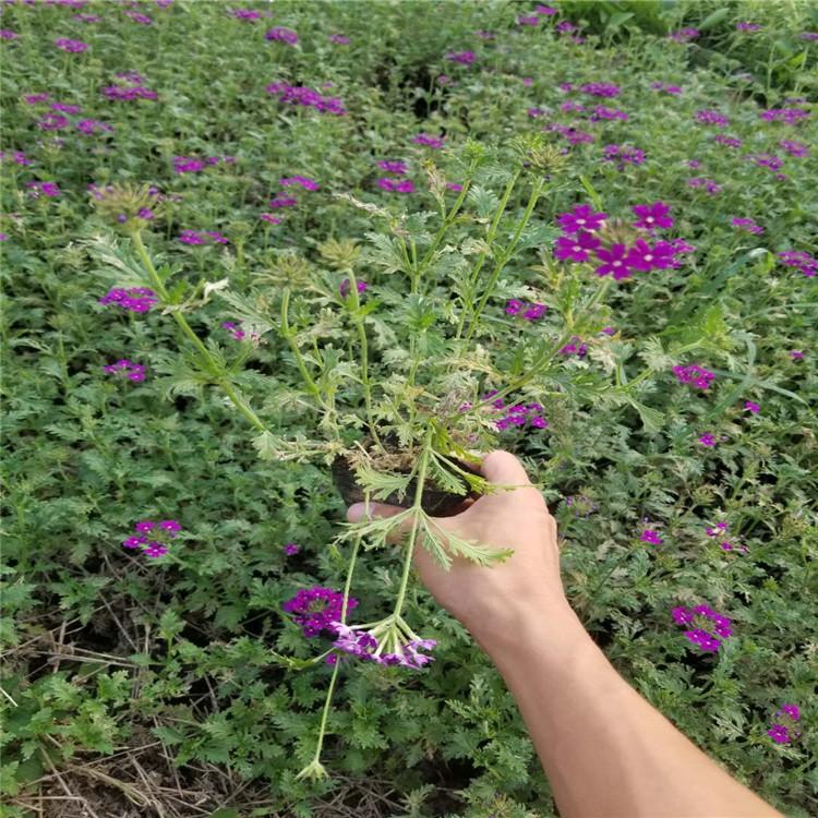 美女樱种植基地  美女樱栽植养护  美女樱小苗批发