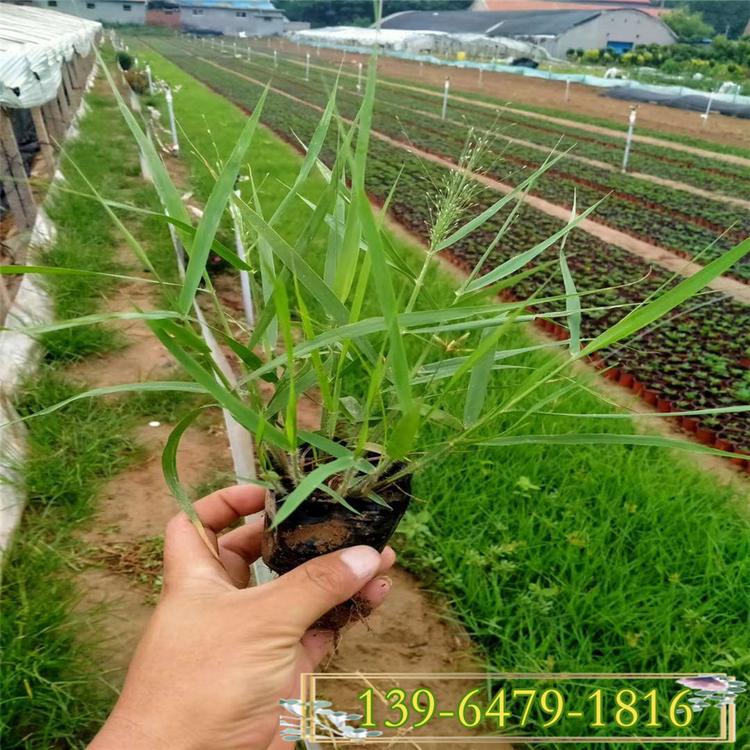 弯叶画眉草种子 护坡草坪 耐寒耐旱性很强耐炎热画眉草盆苗