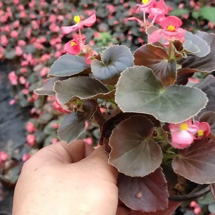 山东四季海棠 四季海棠种植基地 欢迎订购