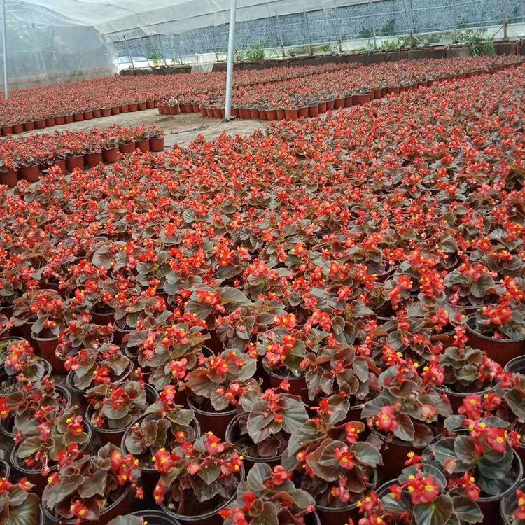 供应销售四季海棠 四季海棠种植基地 欢迎订购