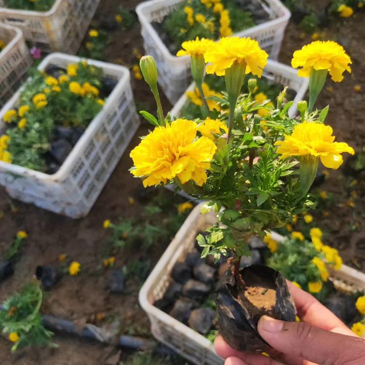 预定黄花孔雀草现货低价供应
