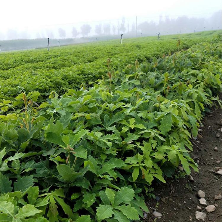 资源充足蒙古栎苗柞树苗 大量质优价廉 东北苗圃稳定供应