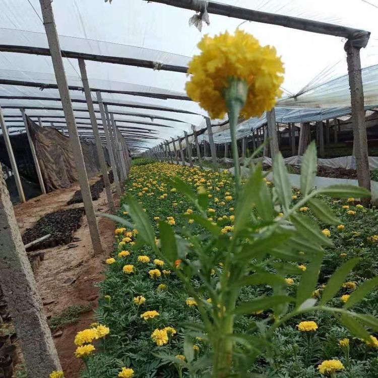 供应时令草花万寿菊