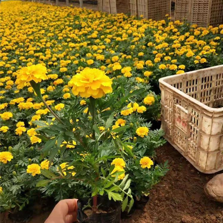 万寿菊价格 万寿菊基地批发