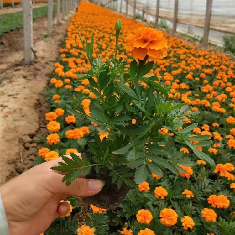 青州万寿菊优质小苗报价